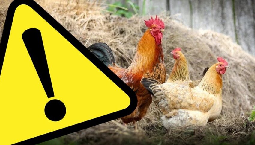 Grypa ptaków – Gmina Jutrosin w obszarze zagrożonym